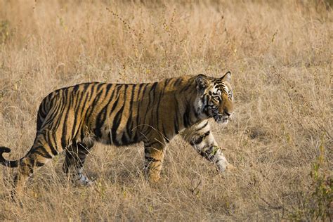 Photographing Indias Magnificent Tigers Oryx Photo Tours