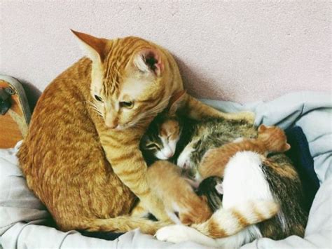 Your best bet is to keep mom and her kittens where they are and not create too much noise or distractions. A Caring and Supportive Dad won't leave Mamas Side as ...