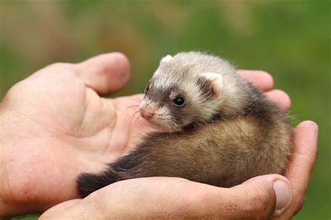 Ferrets as Pets: Things You Need to Know Before Getting Them