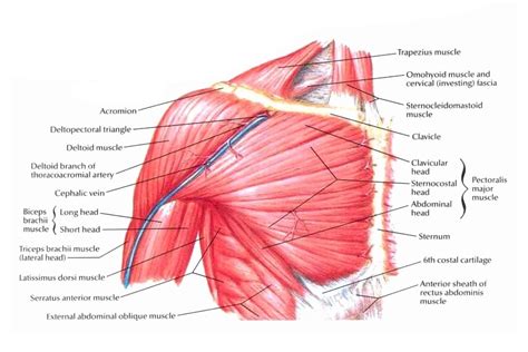 Chest Muscles Antomy Muscles Of The Pectoral Girdle And Upper Limbs