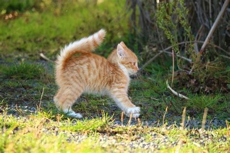 When Do Kittens Start Walking Feline Development Explained Hepper