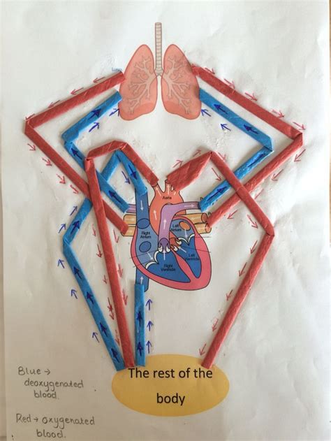 Image result for circulatory system display ks2 | Circulatory system