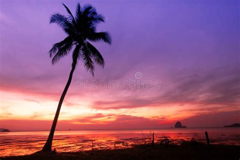 Coconut Trees Near Seashore In Dawn Stock Image Image Of Beautiful