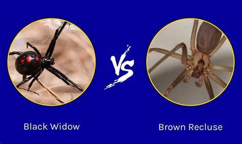 Black Widow Vs Brown Recluse Which Deadly Spider Would Win In A Fight
