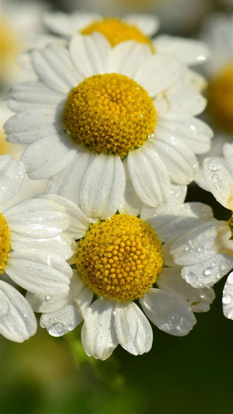 White And Yellow Flowers With Water Droplets On Them