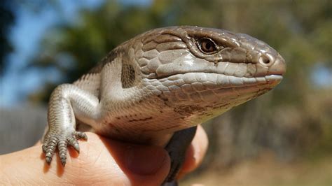 Blue Tongued Skink Facts Info And Care Guide With Pictures