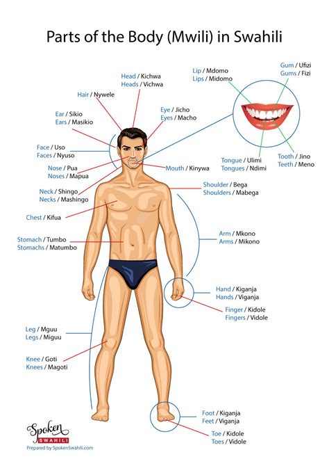 Human body part over a white screen background. Learn how the various parts of the body are called in ...