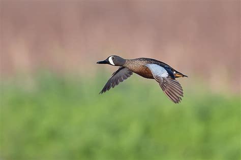 Drake Blue Winged Teal In Flight Photograph By Ronnie Maum Pixels