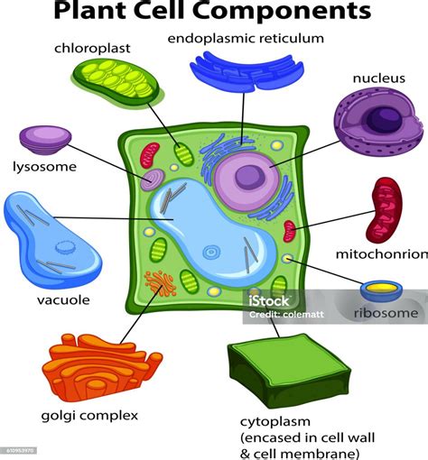 Chart Showing Plant Cell Components Stock Illustration Download Image