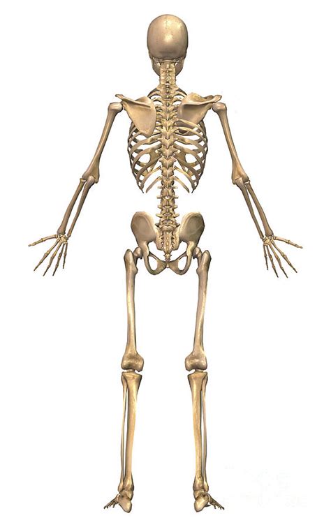 Human Skeletal System Back View Digital Art By Stocktrek Images Fine
