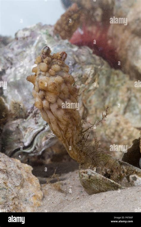 Stalked Sea Squirt Asian Sea Squirt Rough Sea Squirt Folded