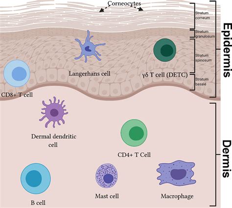 Frontiers Cutaneous Neuroimmune Interactions In Peripheral