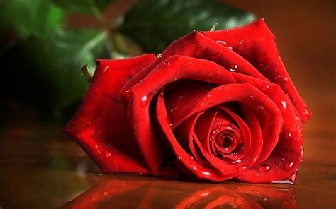 Best Red Roses Wallpapers Natural Full Hd Download Free Beautiful
