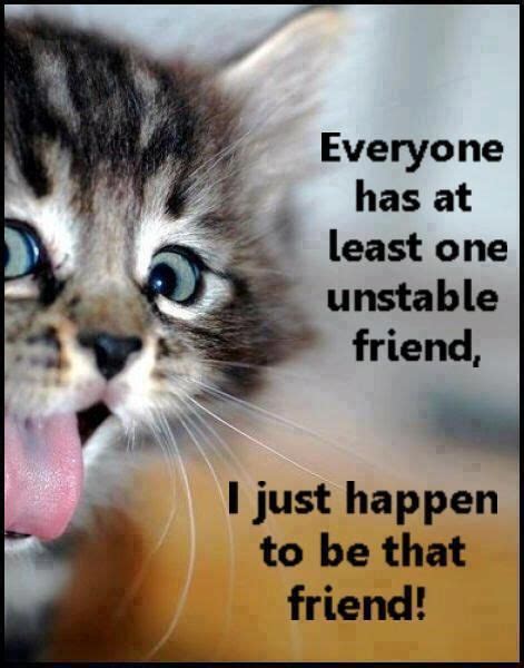 Funny Cats Best Funniest Cat Quotes Quotes And Humor