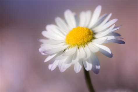 Closeup Photo Of White Daisy Flower HD Wallpaper Wallpaper Flare