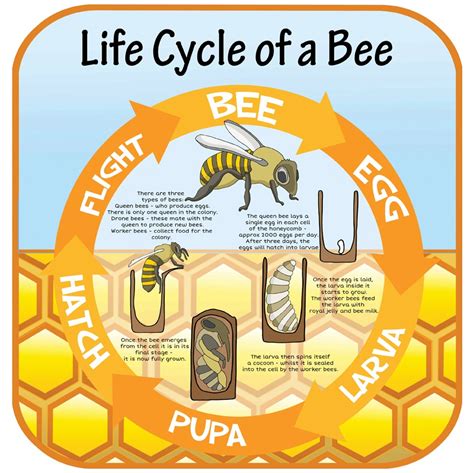 How To Draw A Bee Life Cycle Design Talk