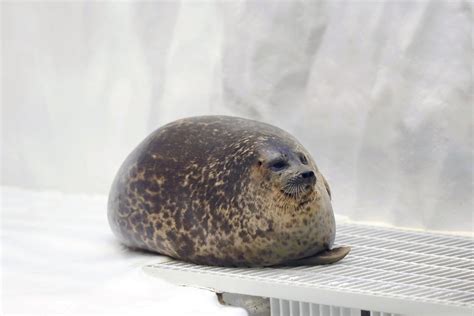 Look Plump Seal At Osaka Aquarium May Steal Your Heart Inquirer News