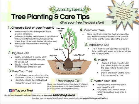 How To Plant Your Tree