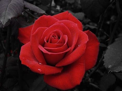 Hantarkan bunga ros berwarna pink gelap untuk menunjukkan tanda penghargaan dan terima kasih; moon.rahdin: maksud bunga rose..