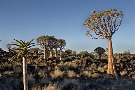 Namibian Notions Quiver Tree Forest Laura Bute Photography
