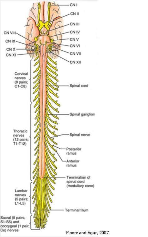Internal Anatomy Of Spinal Cord