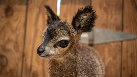 Baby Antelope Born At Brevard Zoo Called A Rock Star