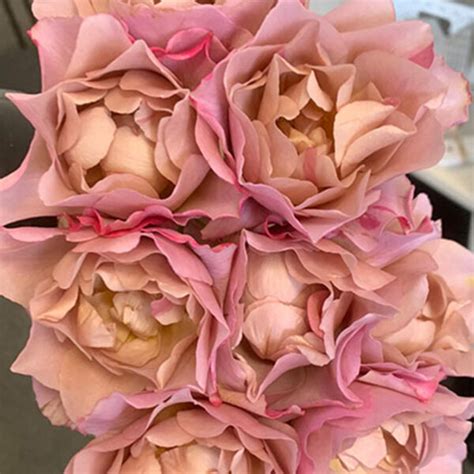 Alexandra Farms Introduces Nine New Garden Rose Varieties Article On
