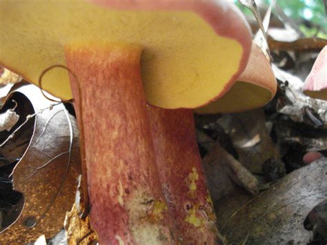 Boletus Bicolor Western Pennsylvania Mushroom Club