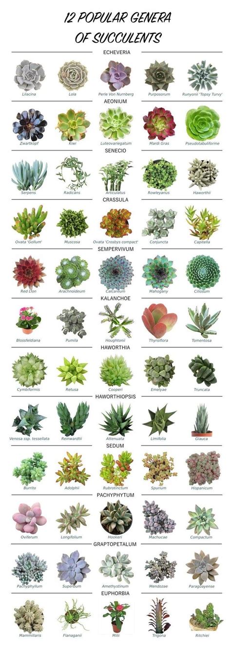 Types Of Succulents Chart