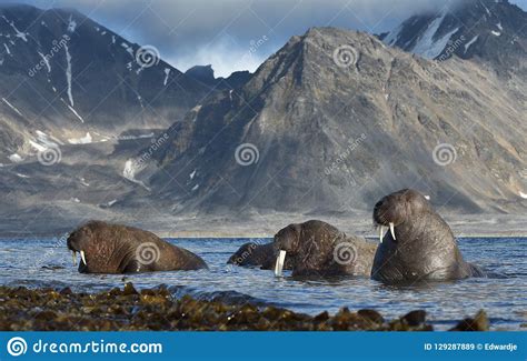 Walrus In Svalbard Spitsbergen Stock Image Image Of Spitsbergen