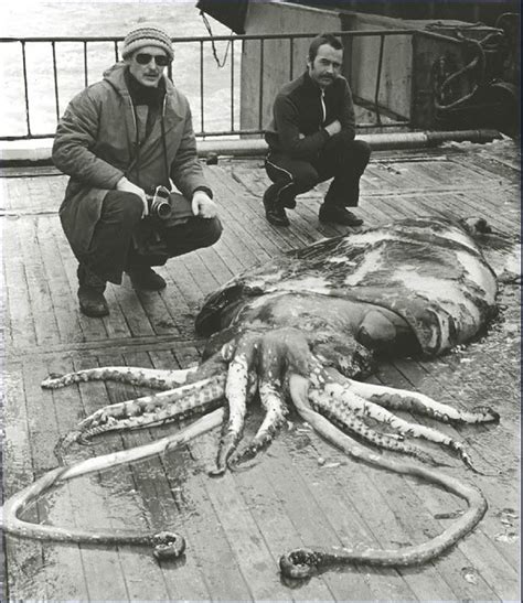 Giant Squid The Mysterious Legendary Sea Monster About Wild Animals