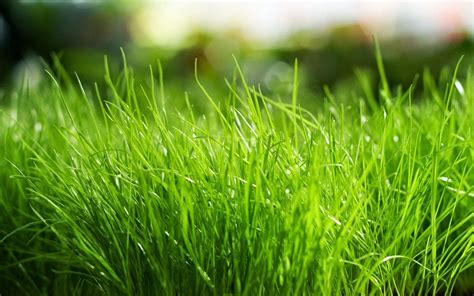 Lawn Wallpapers Top Free Lawn Backgrounds Wallpaperaccess