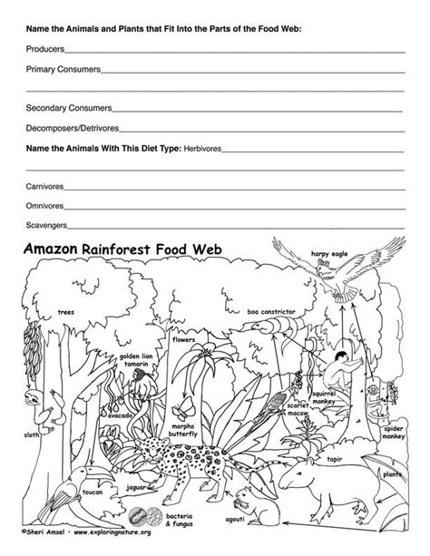 Preschool Rainforest Worksheets