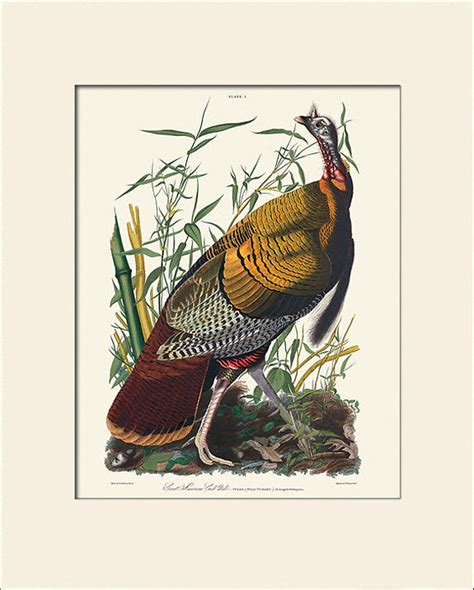 wild turkey by john james audubon vintage bird illustration bristol london