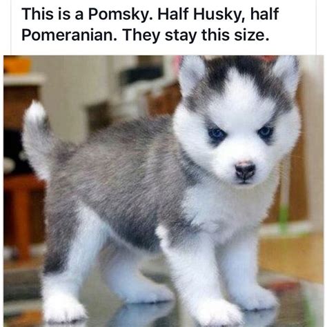 The stop is well pronounced. Huskies | Puppies, Baby animals, Cute animals