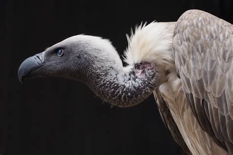 How African Vulture Poisoning Hurts Human Society The Borgen Project