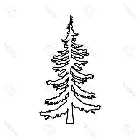 White Pine Tree Drawing Free Download On Clipartmag
