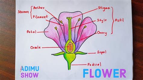 Draw A Simple Diagram Of The Flower And Label Its Main Parts