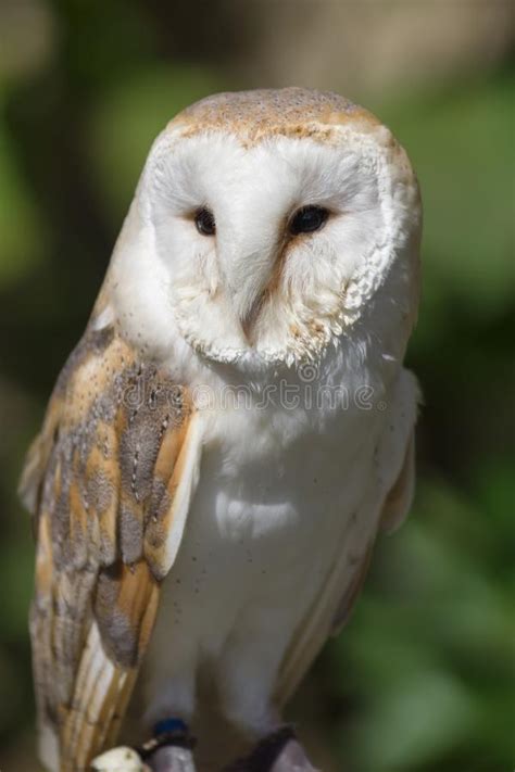 Barn owls can live for as long as twenty years or more. Western Barn Owl stock photo. Image of tyto, kingdom ...