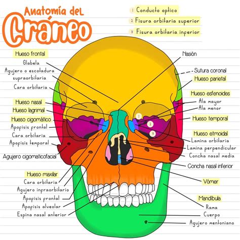 estructura craneal anatomia y fisiologia humana anatomia y hot sex picture