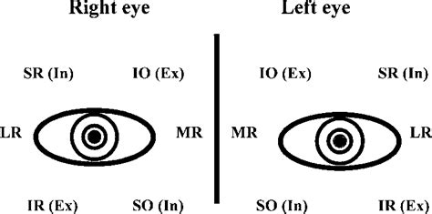 Extraocular Muscles And Their Actions In The Cardinal Gaze Positions