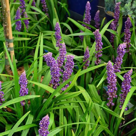 Liriope Muscari Royal Purple Garten Glöckchentraube