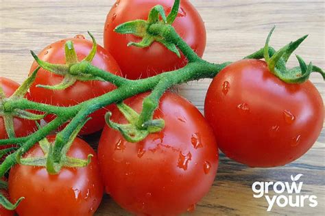 Tomato ‘moneymaker Seeds Buy Tomato Seeds Online Grow Yours