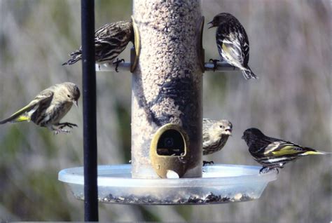Wild bird store offers huge online savings! What's the Best Seed to Put in My New Bird Feeder ...