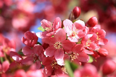 Ogni fiore ha la sua poesia, tutta da scoprire!. Piante con fiori rosa, ecco le più belle - Lombarda Flor