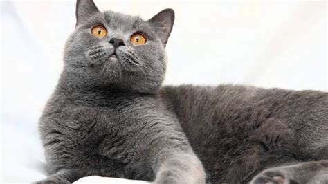 Beautiful Photos Of Cat Breeds British Shorthair Youtube
