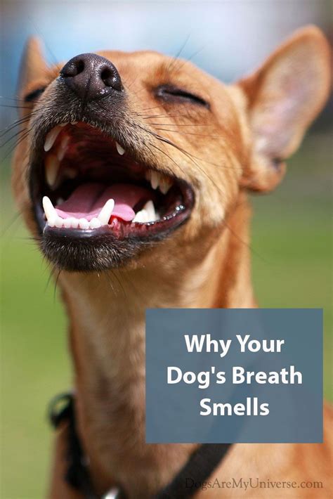 Bad Breath In Dogs ? What Causes It And What You Can Do About It | Dog breath, Puppy breath