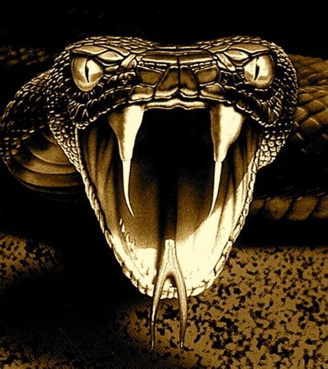 Free Download Viper Snake Image For Desktop Mobile And Tablet 533x600