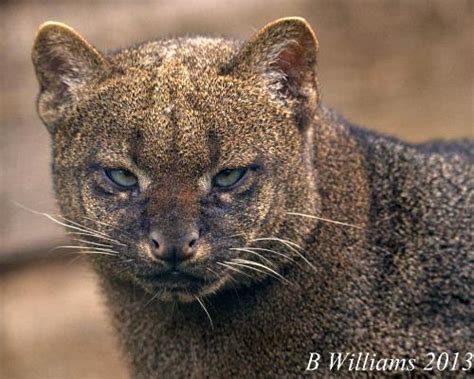 Jaguarundi International Society For Endangered Cats Isec Canada