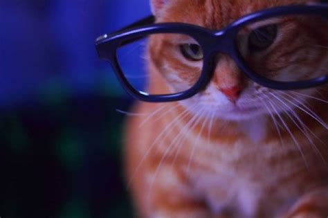 Daftar Togel Online Modal 25ribu Bisa Bermain Slot Cat Wearing